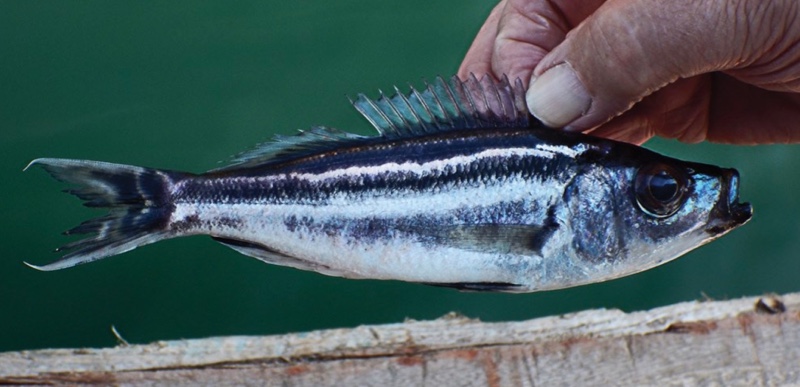 Benthochromis tricoti 'Samazi'